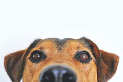 Karmy dla psów z cukrzycą – jak dbać o zdrowie psa z cukrzycą?